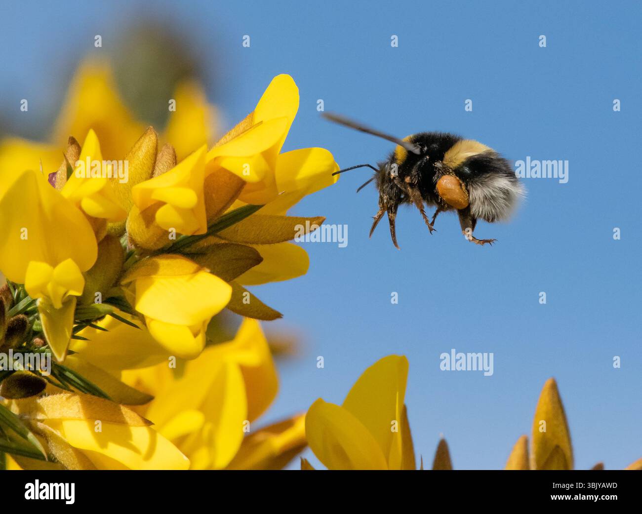 Un bourdon à queue Buff collectant le pollen d'un buisson gorse, Chipping, Preston, Lancashire, Royaume-Uni Banque D'Images