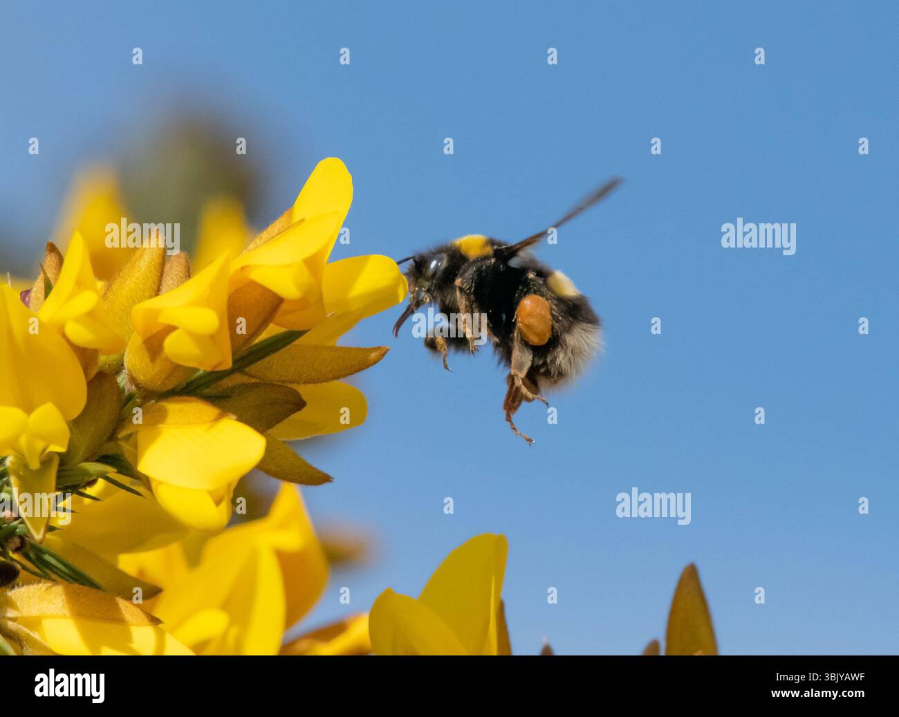 Un bourdon à queue Buff collectant le pollen d'un buisson gorse, Chipping, Preston, Lancashire, Royaume-Uni Banque D'Images