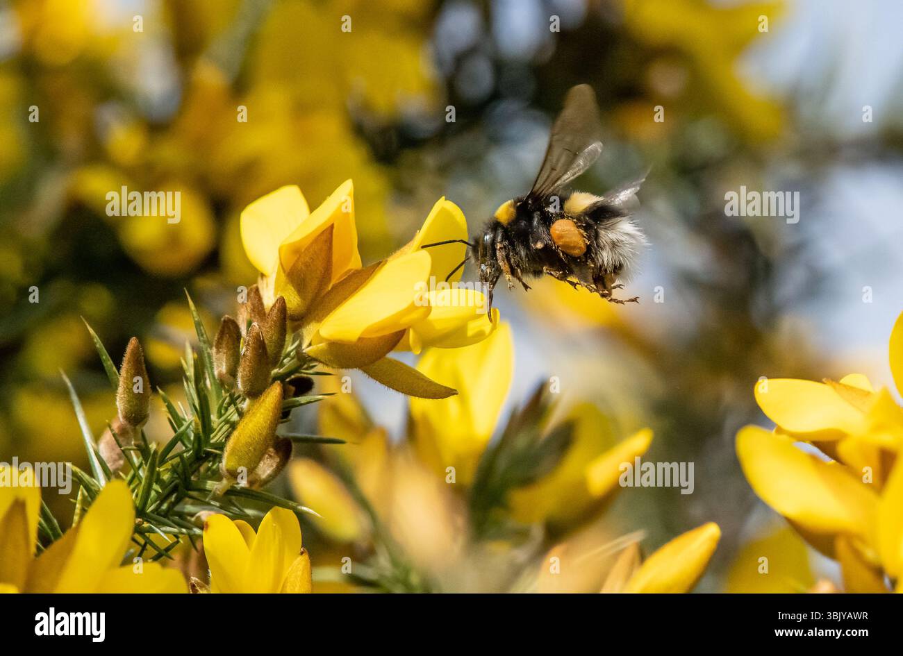 Un bourdon à queue Buff collectant le pollen d'un buisson gorse, Chipping, Preston, Lancashire, Royaume-Uni Banque D'Images