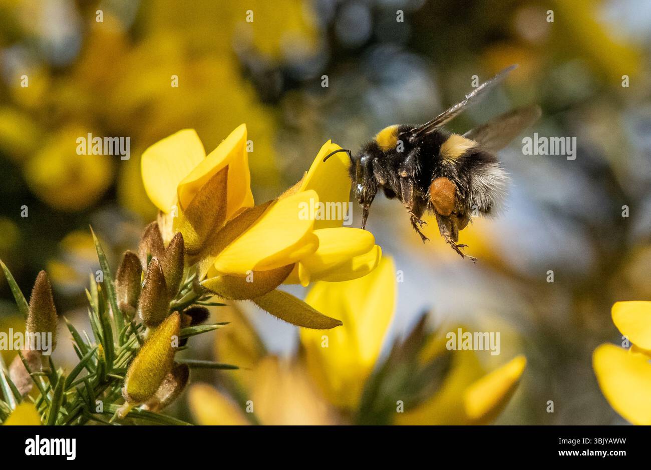 Un bourdon à queue Buff collectant le pollen d'un buisson gorse, Chipping, Preston, Lancashire, Royaume-Uni Banque D'Images