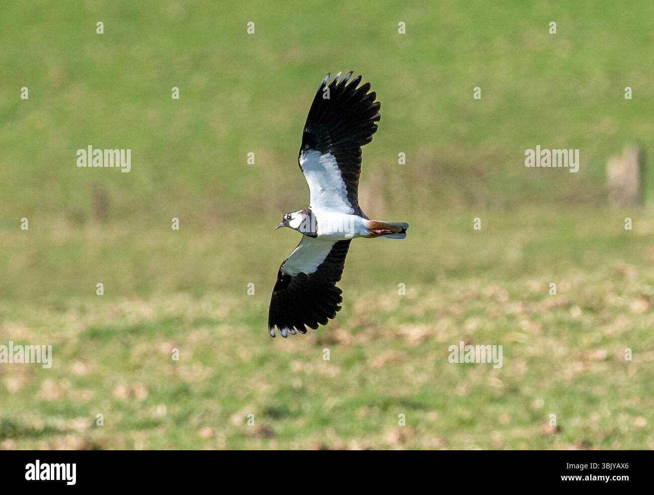 Un lapwing volant au-dessus des terres agricoles, Chipping, Preston, Lancashire, Royaume-Uni Banque D'Images