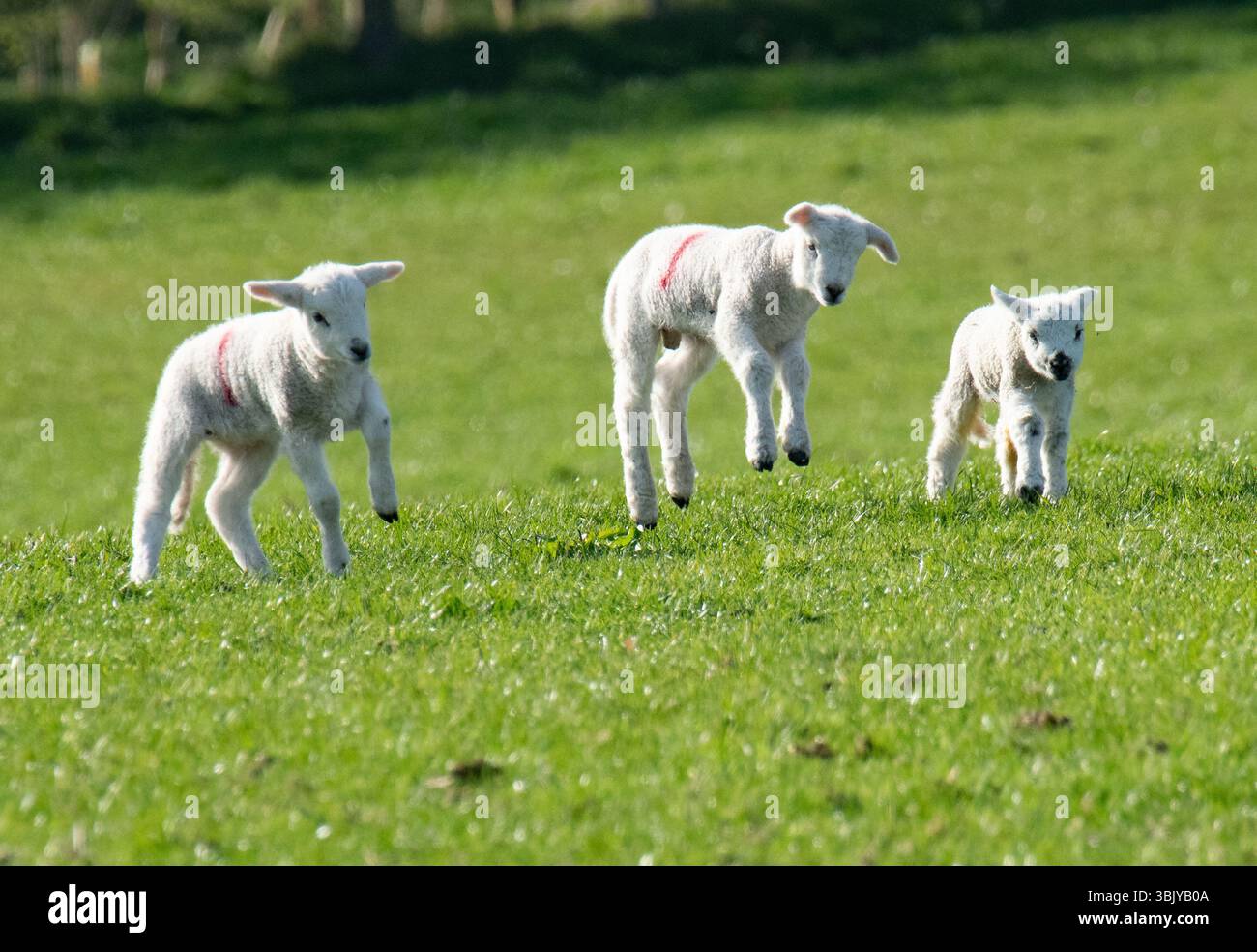 Lambs Jumping, Chipping, Preston, Lancashire, Royaume-Uni Banque D'Images