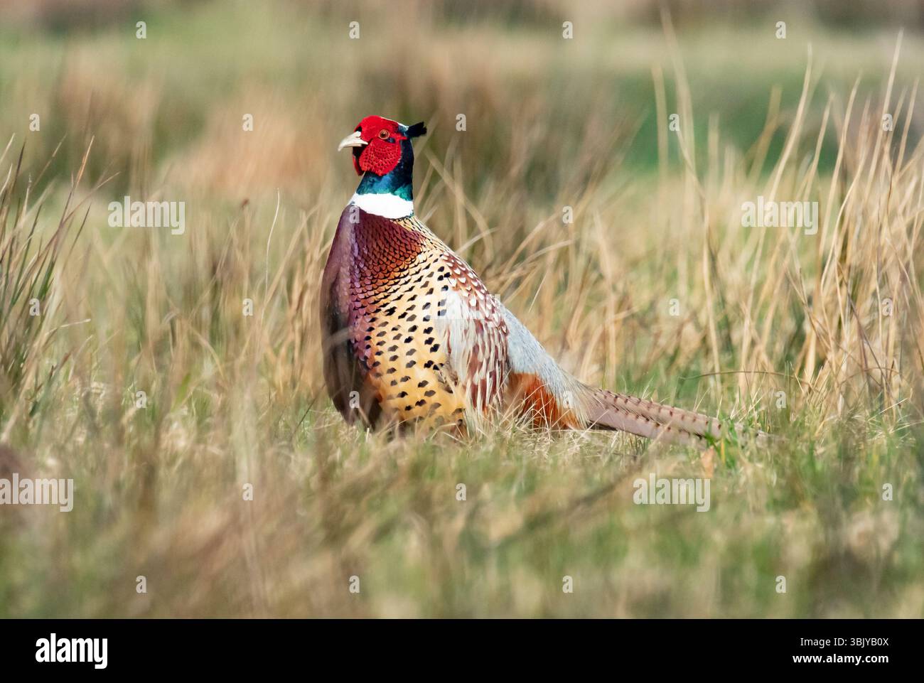 Un faisan de coq, Arnside, Milnthorpe, Cumbria, Royaume-Uni Banque D'Images