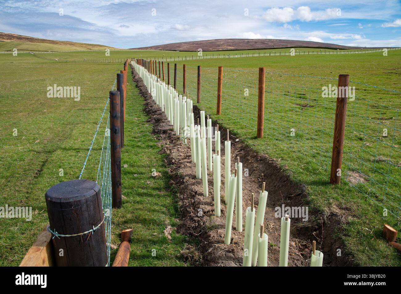 Une haie nouvellement plantée protégée par une clôture métallique, Lancaster, Lancashire, Royaume-Uni Banque D'Images