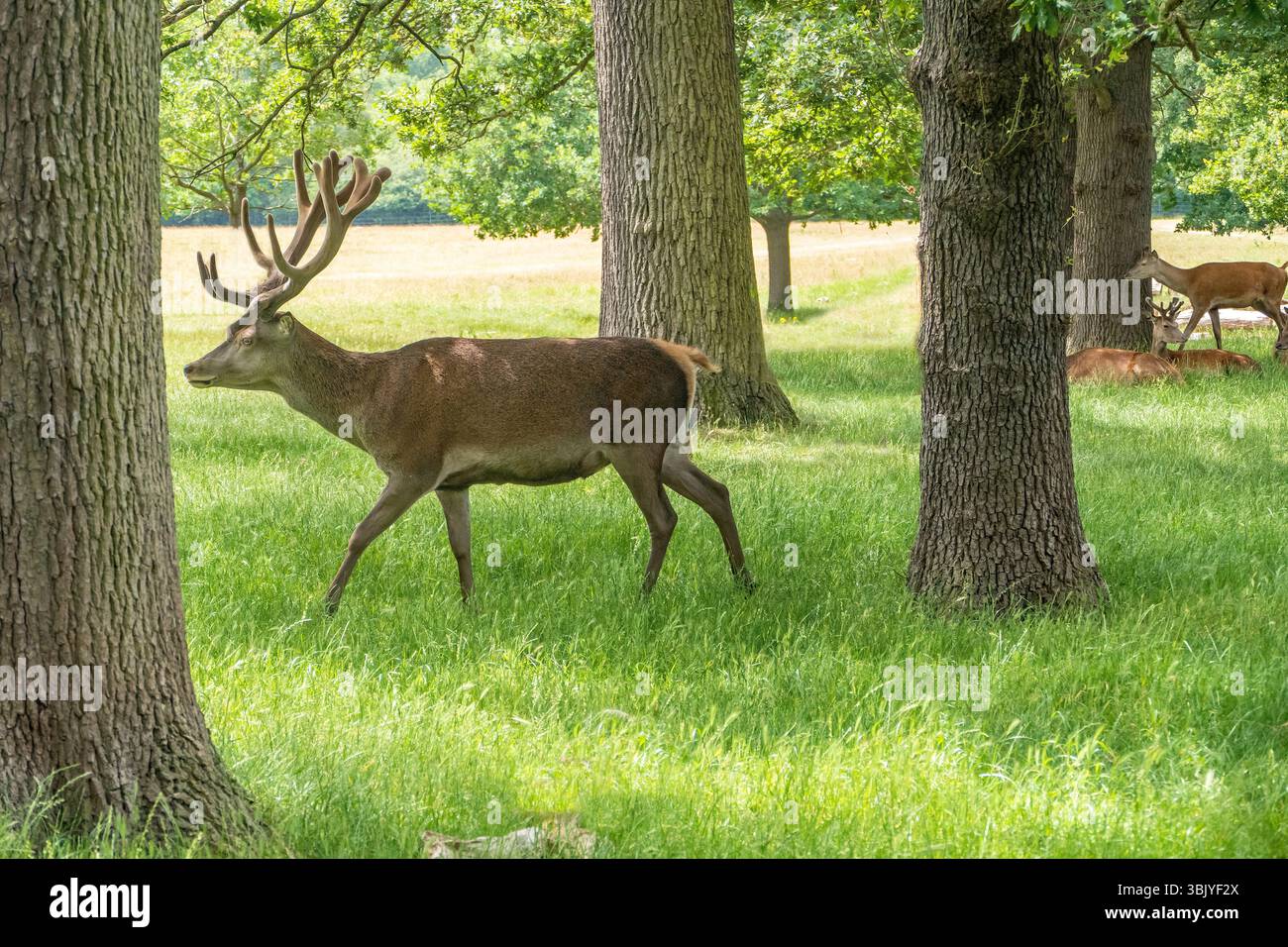 Troupeau de Red Deer dans Richmond Park Londres Royaume-Uni Banque D'Images