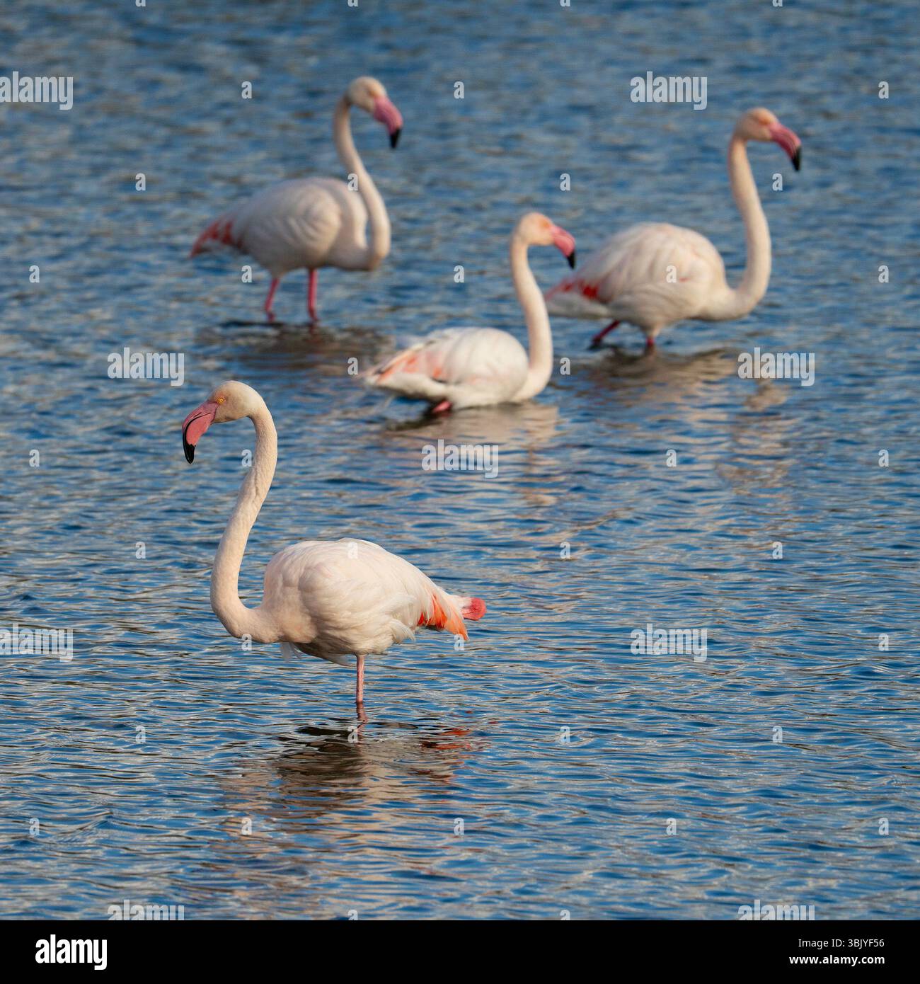 Quatre flamants roses debout dans l'eau peu profonde d'un étang naturel à la lumière du soleil. Banque D'Images