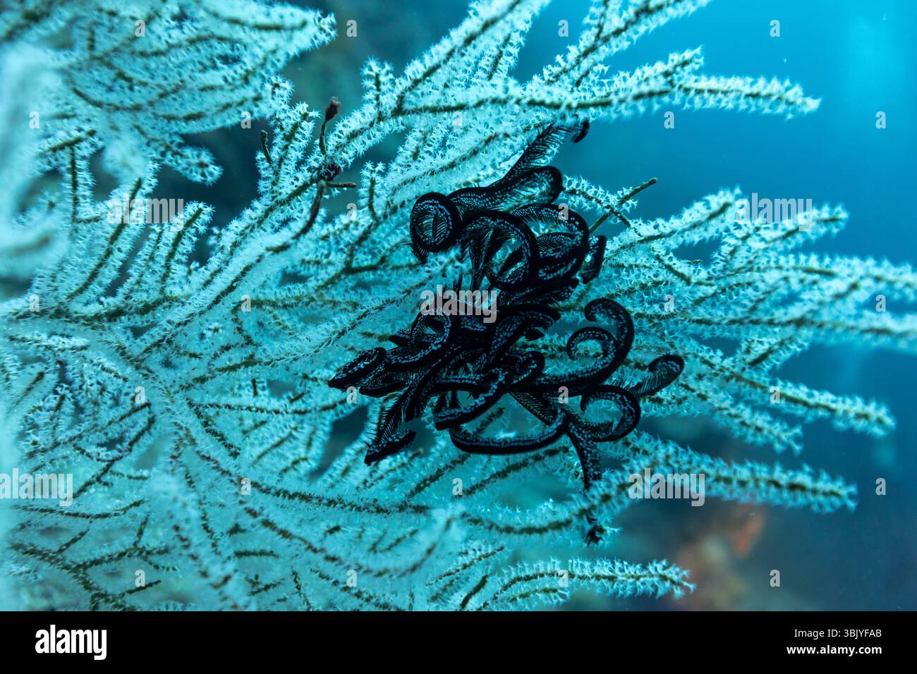Un crinoïde noir s'accroche à un corail gorgone blanc dans l'océan. Banque D'Images