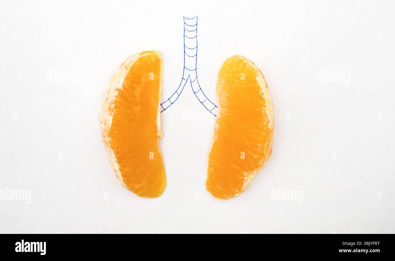 Deux tangerines sur le papier. Concept de poumons sains. Banque D'Images