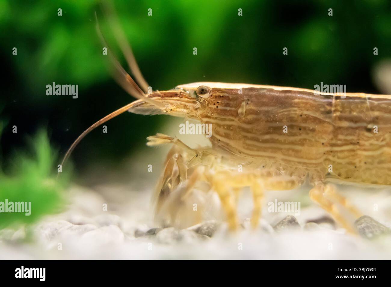 Photo macro de crevettes en bambou d'eau douce. Atyopsis molucensis. Banque D'Images