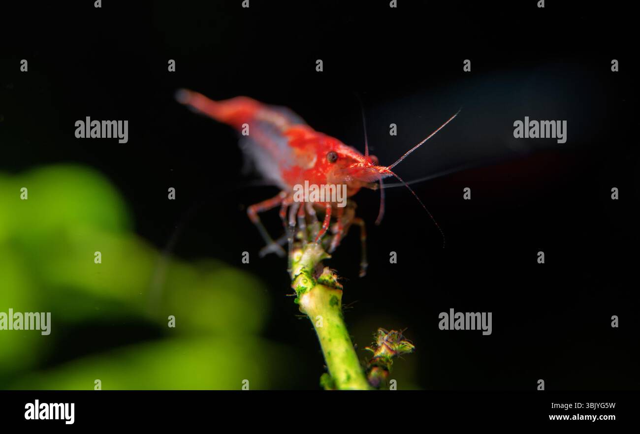 Crevettes dans un aquarium d'eau douce. Neocaridina daviddi ou crevettes Rili. Banque D'Images