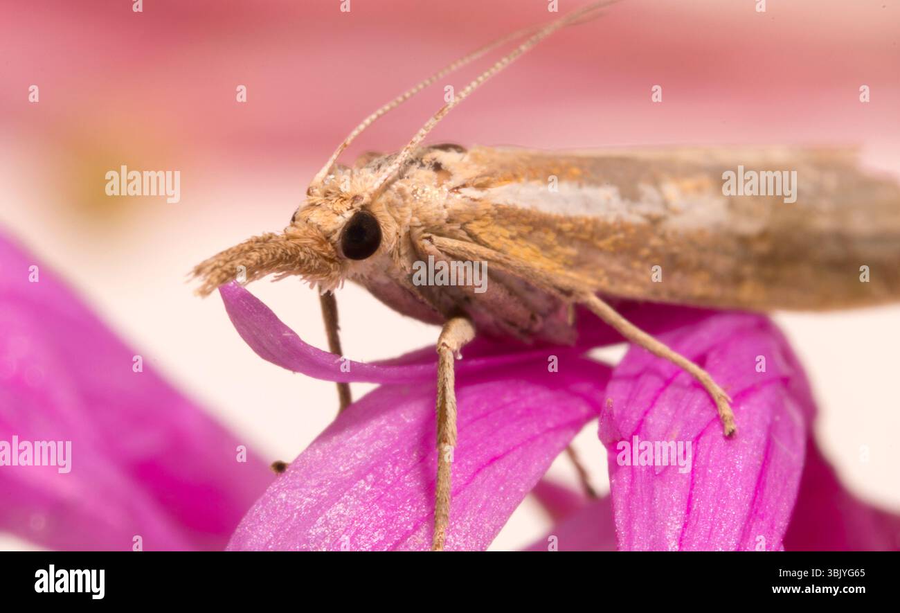 Photo macro d'un papillon avec un proboscis. Banque D'Images