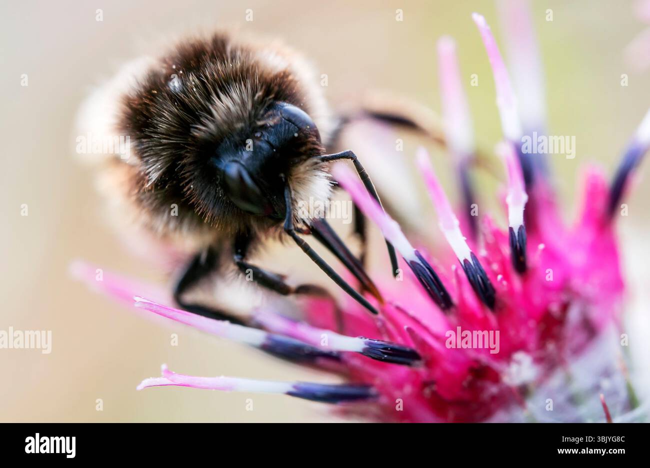 Photo macro de bourdon sur la fleur. Banque D'Images
