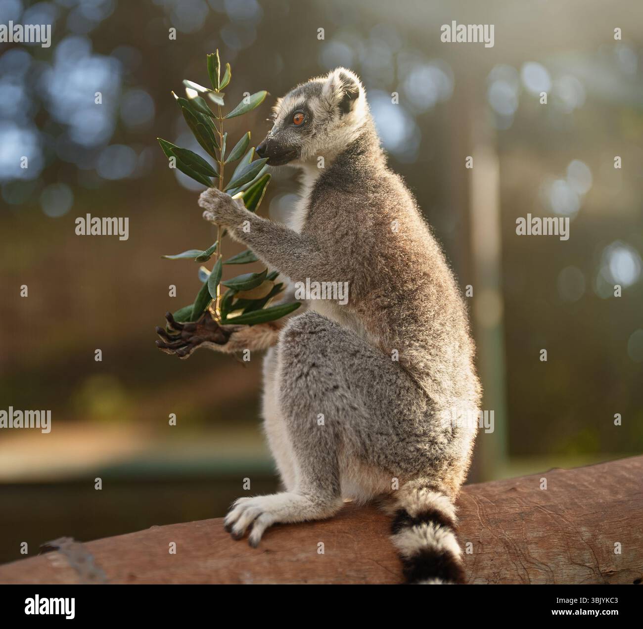 Portrait de manger de lémuriens dans le parc national. Lemuroidée. Banque D'Images Portrait de manger de lémuriens dans le parc national. Lemuroidée. Banque D'Images