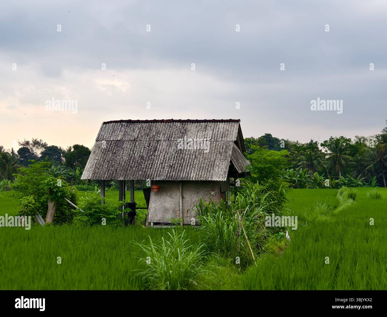 Une cabane de fermier solitaire avec un toit en métal ondulé se dresse au milieu d'une rizière verte Banque D'Images