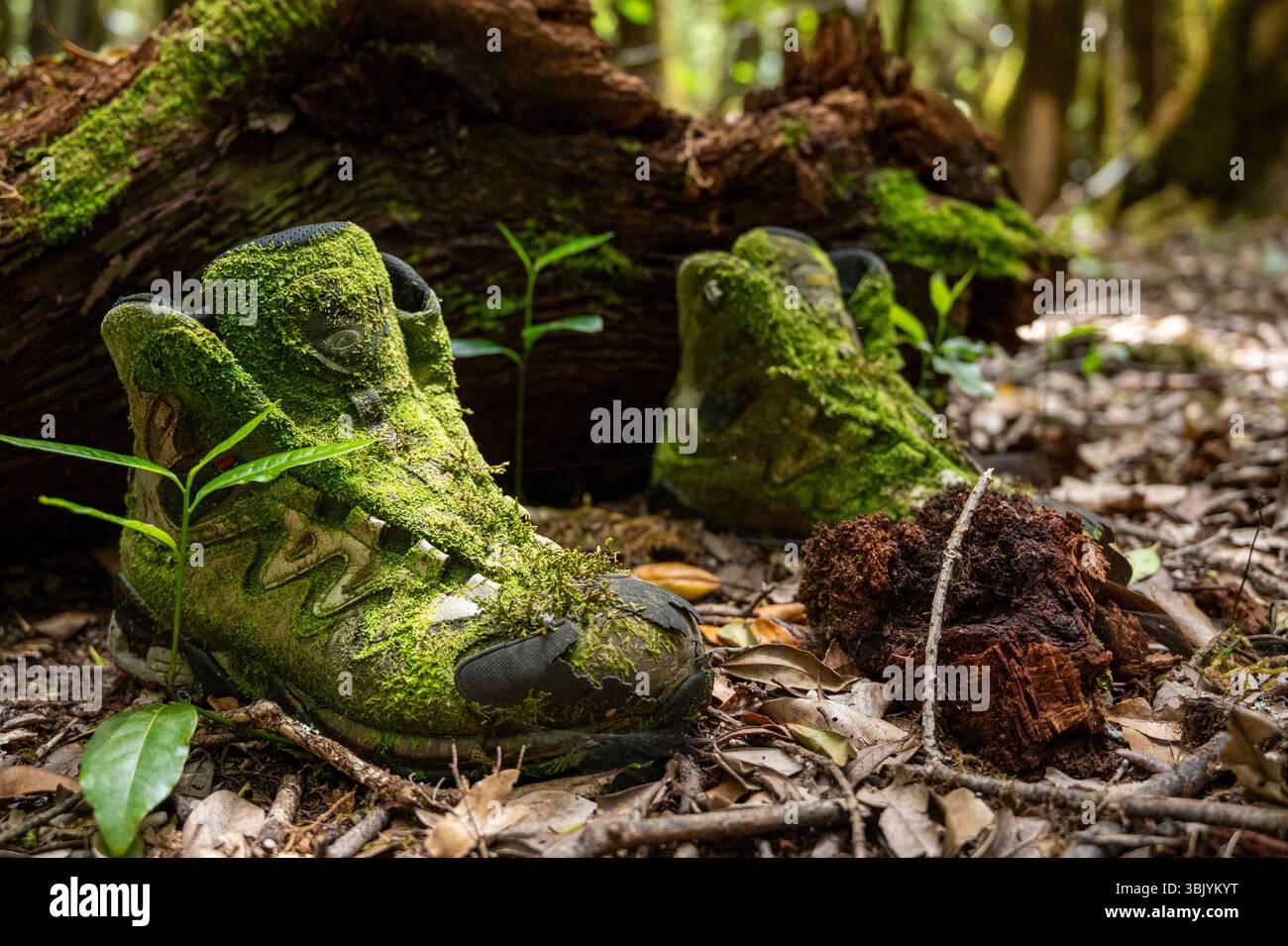 Deux chaussures sales et moussues sont assises par terre dans une forêt. Les chaussures sont couvertes de mousse verte et semblent abandonnées. Banque D'Images