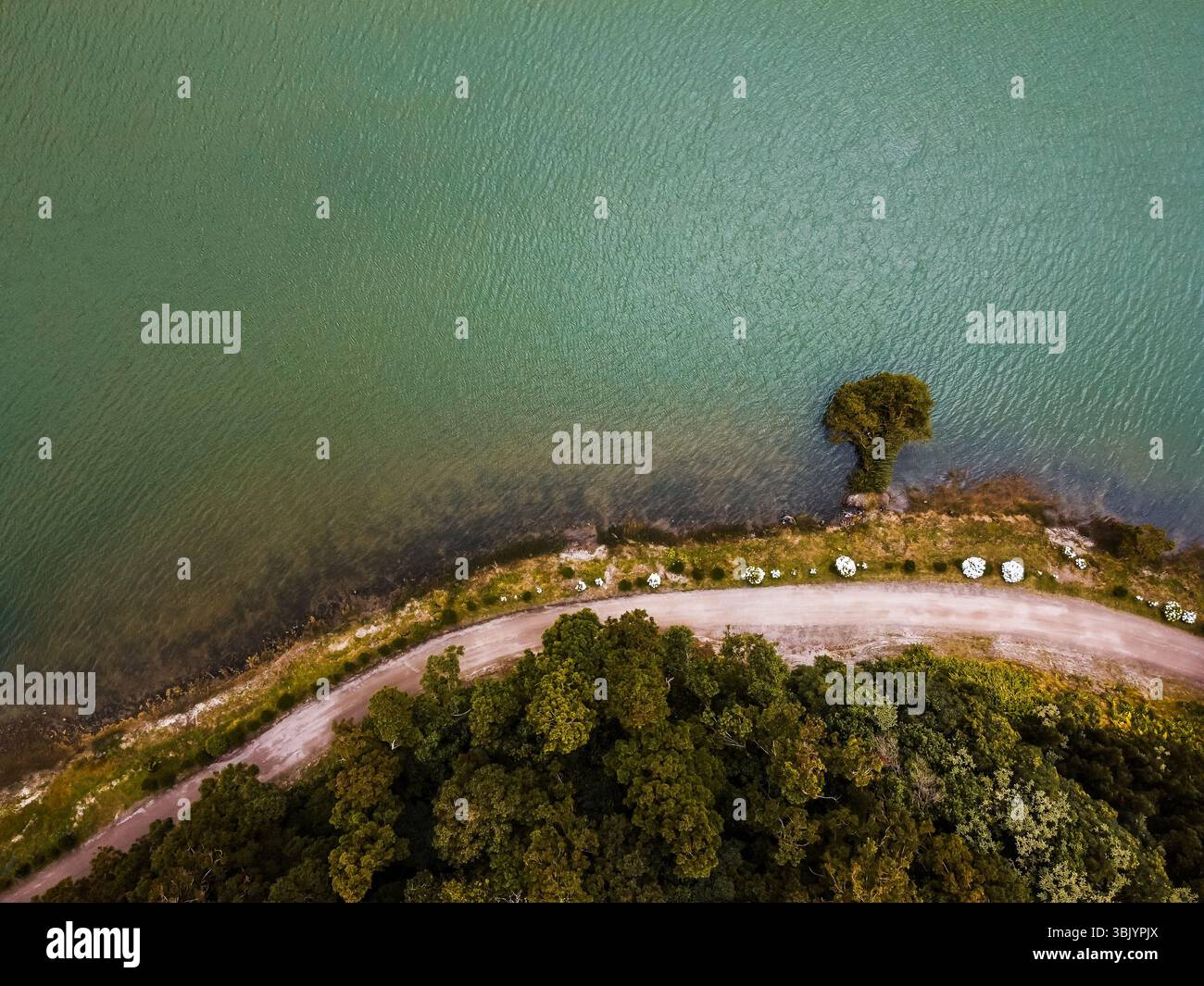 Vue drone de Lonely Tree près du lac Banque D'Images Vue drone de Lonely Tree près du lac Banque D'Images