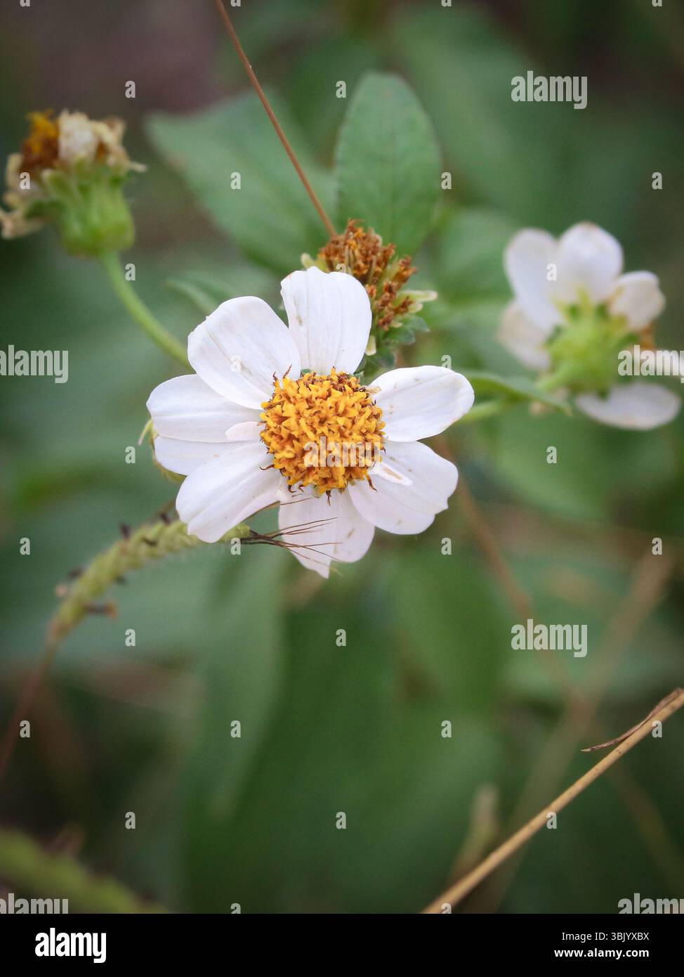 Gros plan vertical de fleurs espagnoles avec étamines jaunes vives et pétales blancs délicats qui brillent dans une atmosphère douce et humide de lumière tropicale. Banque D'Images Gros plan vertical de fleurs espagnoles avec étamines jaunes vives et pétales blancs délicats qui brillent dans une atmosphère douce et humide de lumière tropicale. Banque D'Images