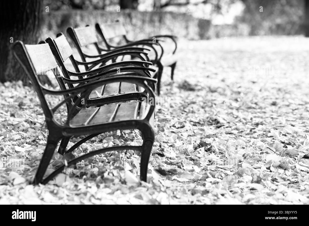 Photo automnale dans une forêt en noir et blanc Banque D'Images