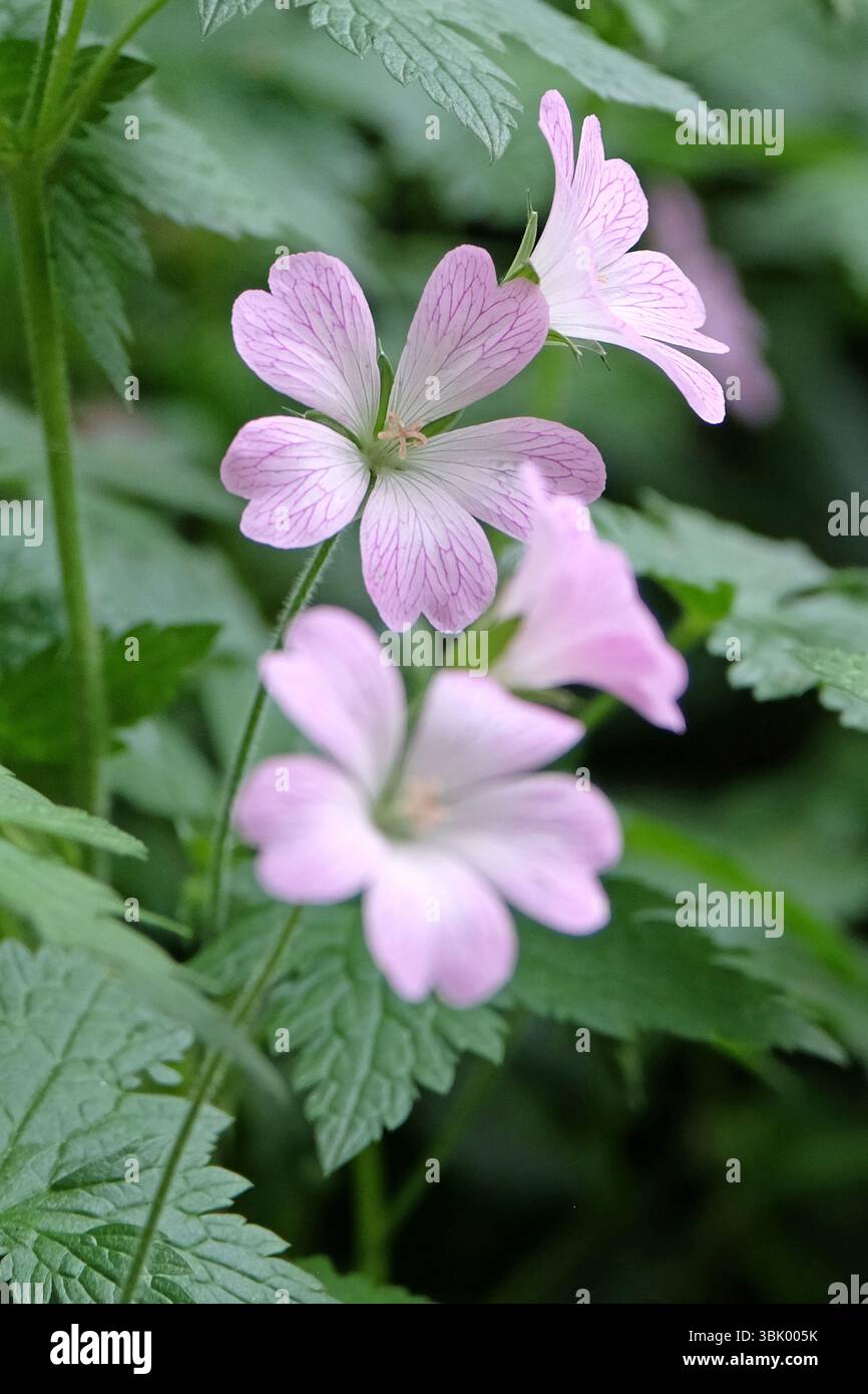 Geranium oxonianum rose « Rebecca Moss » en fleur. Banque D'Images