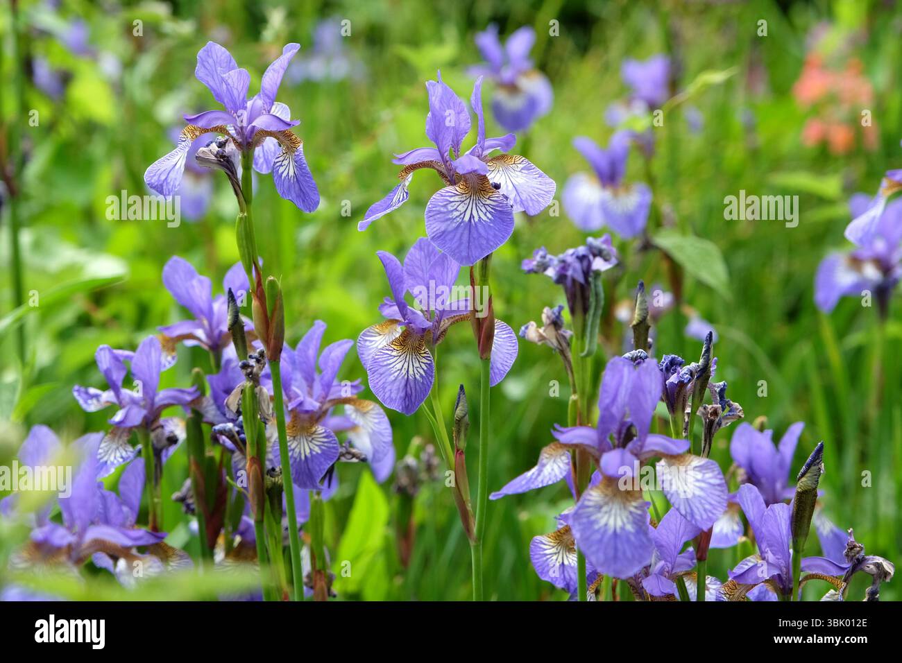 Iris versicolor bleu pâle, ou iris drapeau bleu nord, en fleur. Banque D'Images