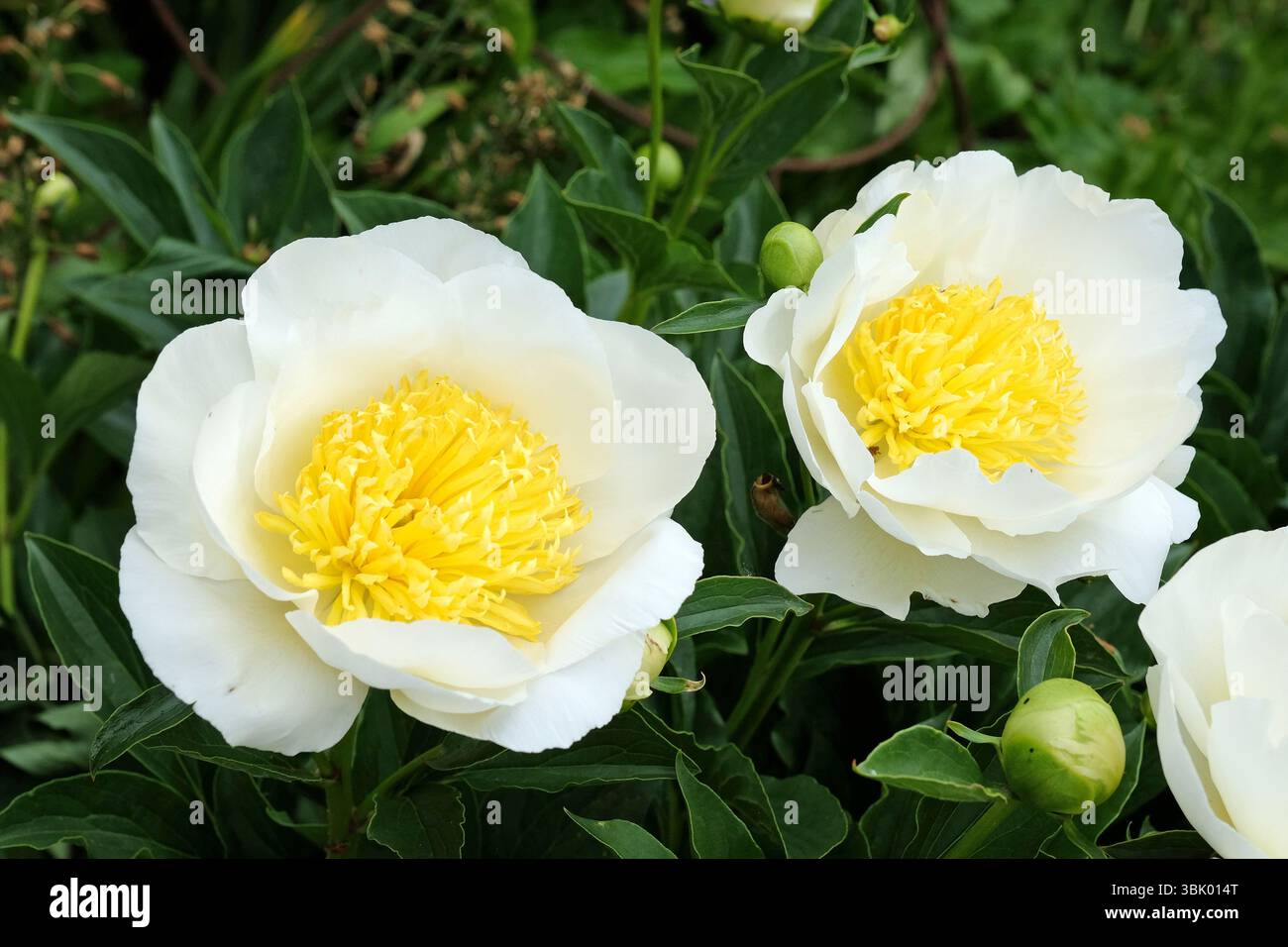 Paeonia lactiflora blanc et jaune, pivoine « Jan van Leeuwen » en fleur. Banque D'Images