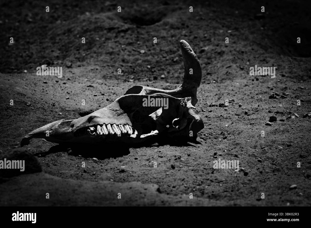 Restes d'un animal mort dans le sable gros plan photo Banque D'Images