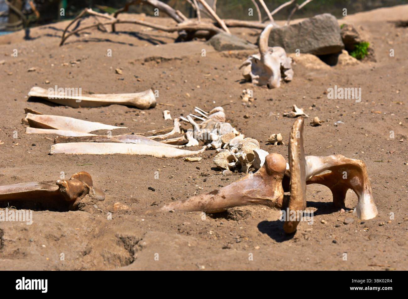 Restes d'un animal mort dans le sable gros plan photo Banque D'Images