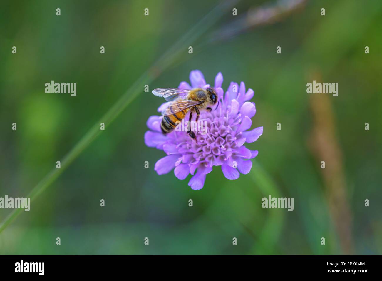 Apis mellifera abeille de miel de l'Ouest dans la prairie sauvage sur le trèfle de pierre Banque D'Images
