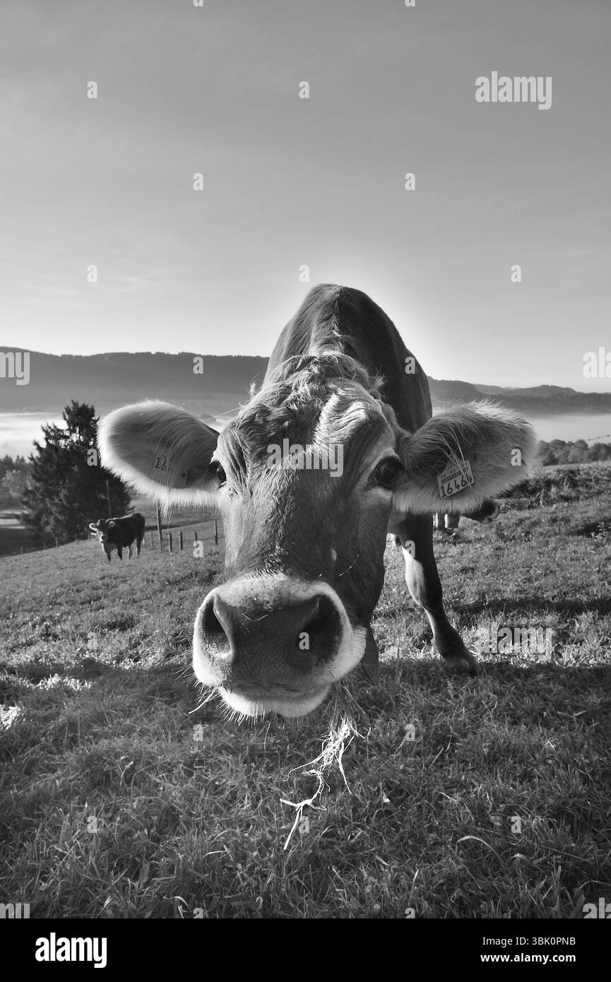 Vache d'Algaeu (Braunvieh) sur le pâturage regardant dans la caméra, Weitnau, Oberallgaeu, Bavière, Allemagne, Europe Banque D'Images