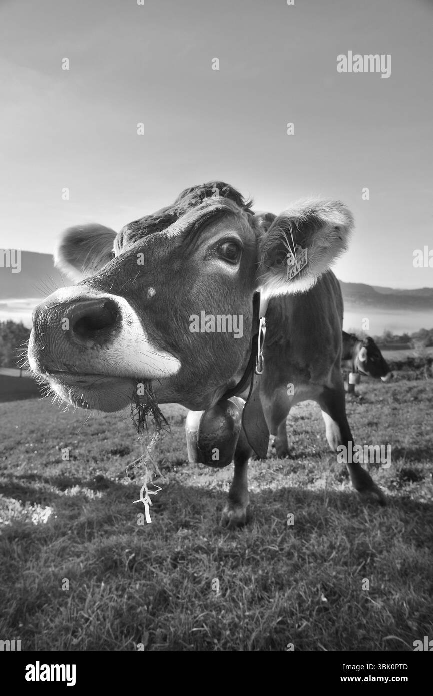 Vache d'Algaeu (Braunvieh) sur le pâturage regardant dans la caméra, Weitnau, Oberallgaeu, Bavière, Allemagne, Europe Banque D'Images