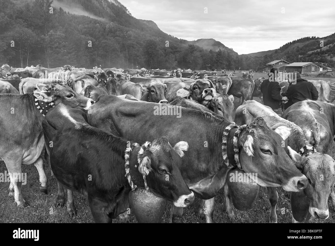 Les vaches Allgaeu sont récoltées dans la vallée pour la séparation des bovins, Hinterstein, Bad Hindelang, Bavière, Allemagne, Europe Banque D'Images