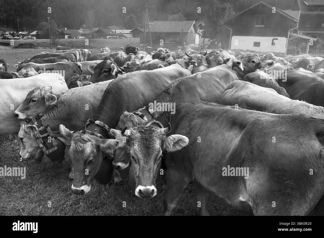 Les vaches Allgaeu avec des cloches de bijoux se rassemblent pour la séparation du bétail, Hinterstein, Bad Hindelang, Bavière, Allemagne, Europe Banque D'Images