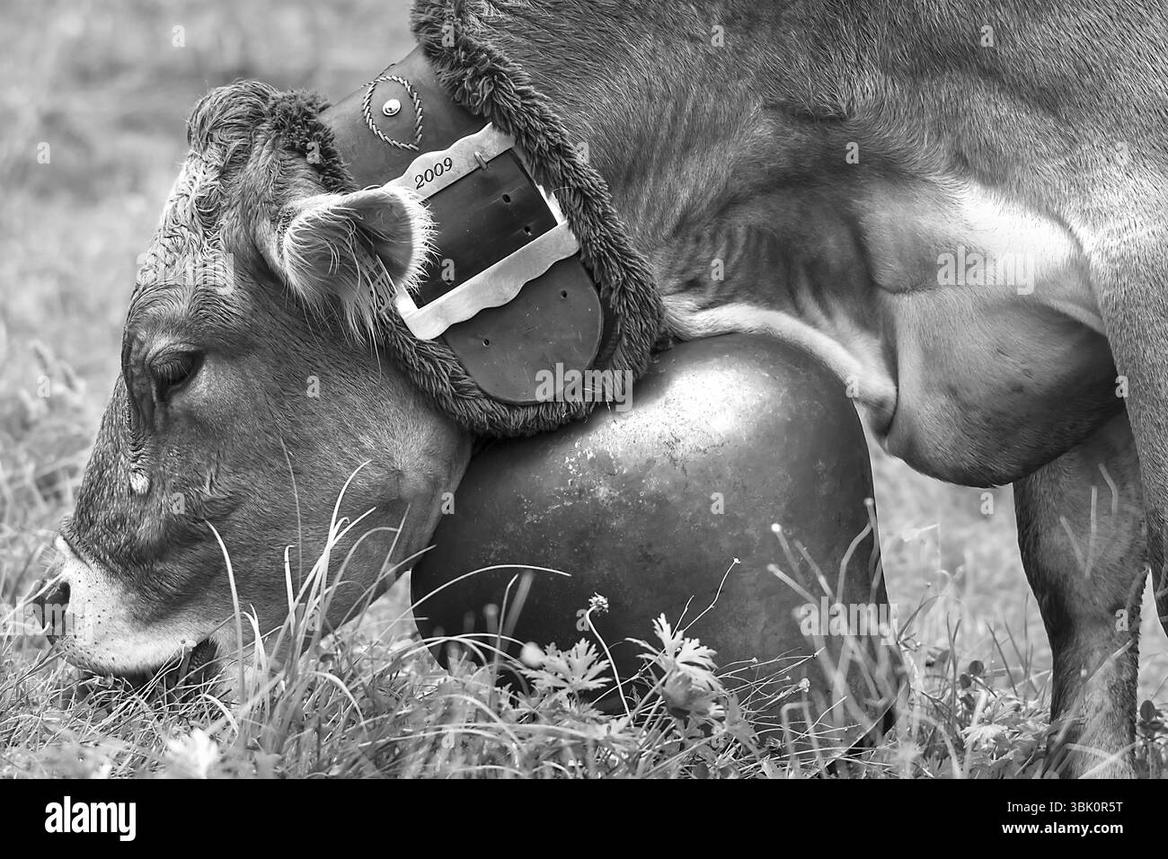 Pâturage de vache portant une cloche décorative pour la conduite du bétail, séparation du bétail, maison à pignon, Bad Hindelang, Allgaeu, Bavière, Allemagne, Europe Banque D'Images