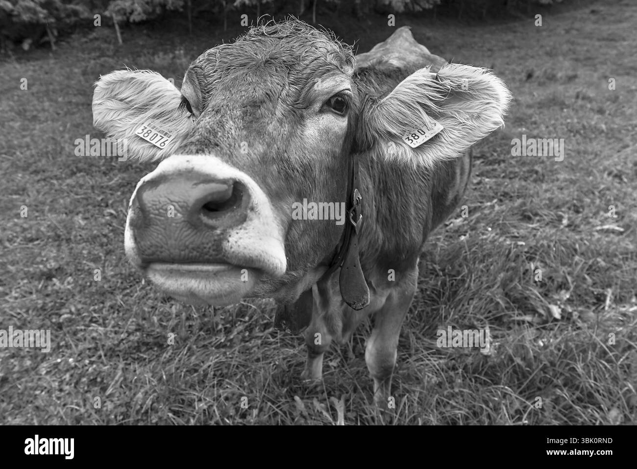 Vache Allgaeu dans un pré, portrait, Bad Hindelang, Allgaeu, Bavière, Allemagne, Europe Banque D'Images
