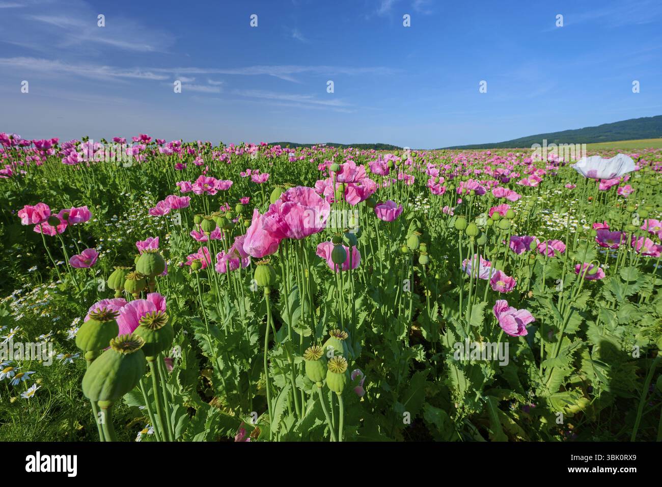 Pavot à opium (Papaver somniferum), vue rapprochée des pavots en pleine floraison sous un ciel ensoleillé, été, Germerode, Parc naturel géo Frau-Holle-Land, H Banque D'Images