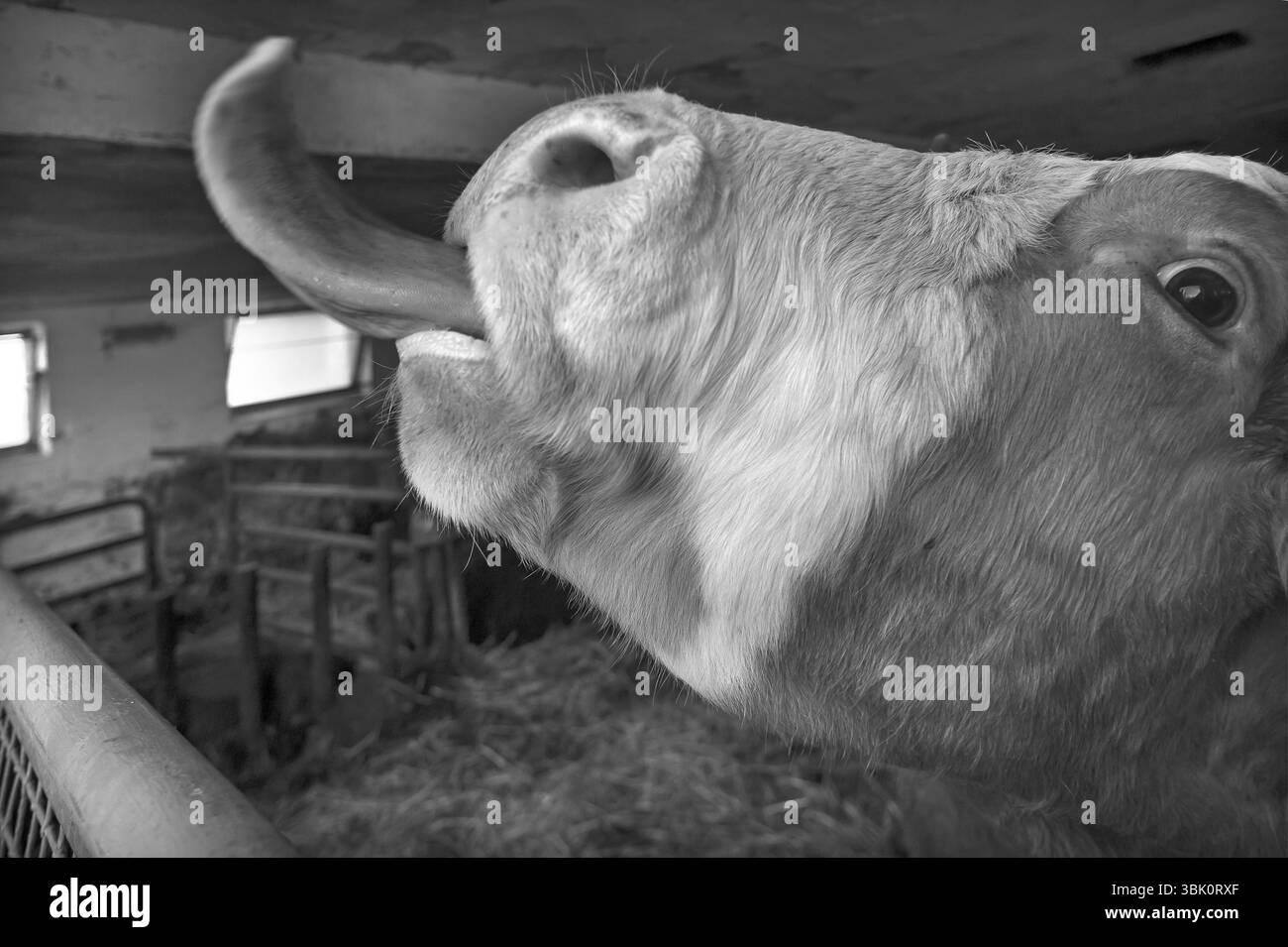 La vache sort sa langue, moyenne Franconie, Bavière, Allemagne, Europe Banque D'Images