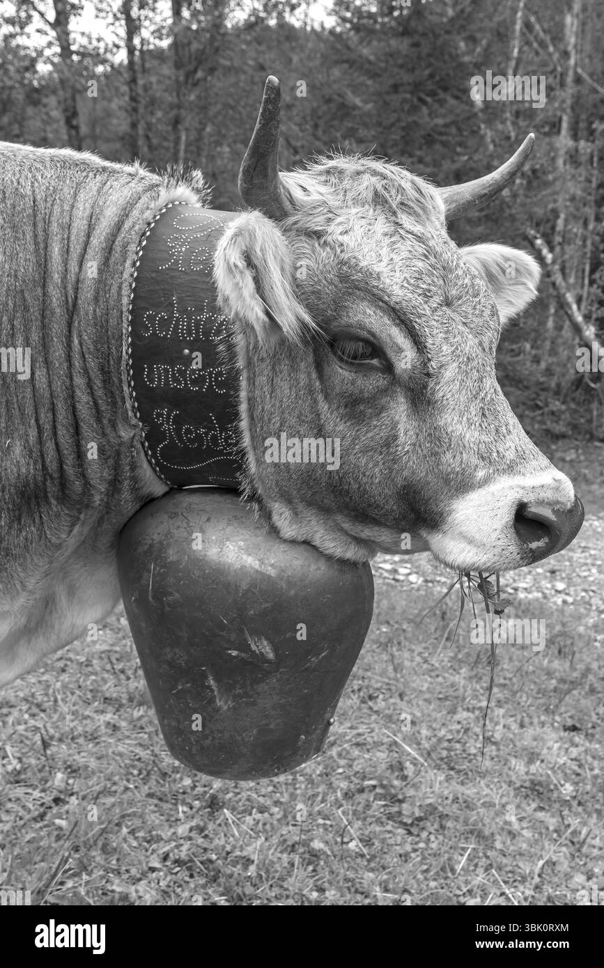 Vache portant une cloche décorative à l'entraînement du bétail, séparation du bétail, maison à pignon, Bad Hindelang, Allgaeu, Bavière, Allemagne, Europe Banque D'Images