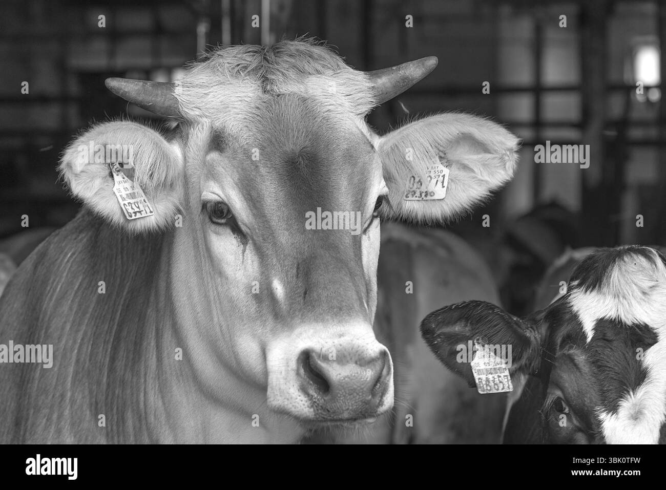 Portrait d'un bovin brun, vache laitière regardant hors de la grange, Bavière, Allemagne, Europe Banque D'Images
