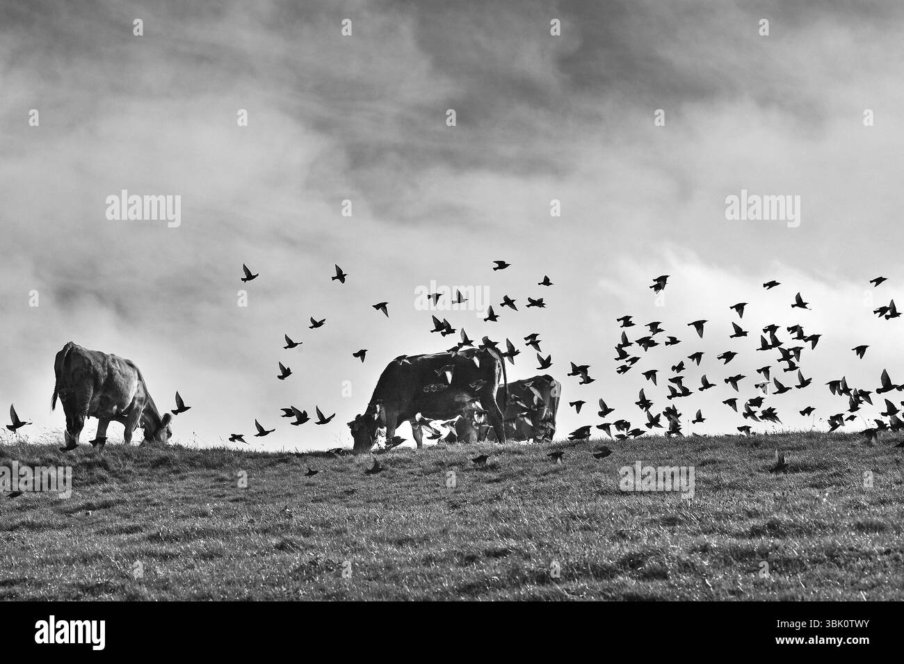 Vaches laitières dans les pâturages et troupeau d'étourneaux (Sturnus vulgaris) contre un ciel nuageux, Weitnau, Oberallgaeu, Bavière, Allemagne, Europe Banque D'Images
