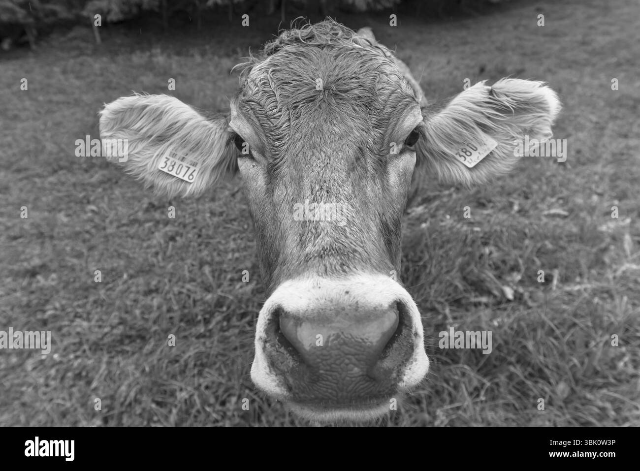 Vache Allgaeu dans un pré, portrait, Bad Hindelang, Allgaeu, Bavière, Allemagne, Europe Banque D'Images