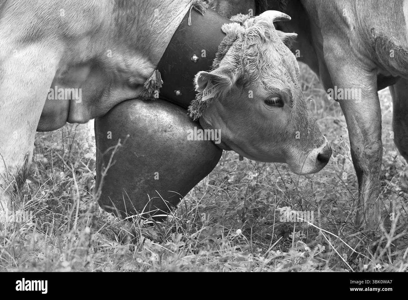Vache dans une prairie avec une cloche décorative pour la conduite du bétail, séparation du bétail, maison à pignon, Bad Hindelang, Allgaeu, Bavière, Allemagne, Europe Banque D'Images