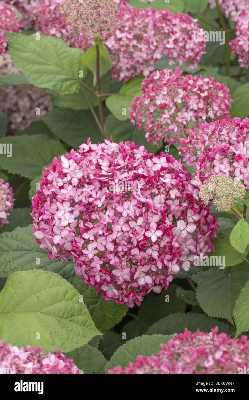 Hortensia boule de neige rose (Hydrangea arborescens ROSE ANNABELLE), (LK), BS Saemann, Allemagne, Europe Banque D'Images