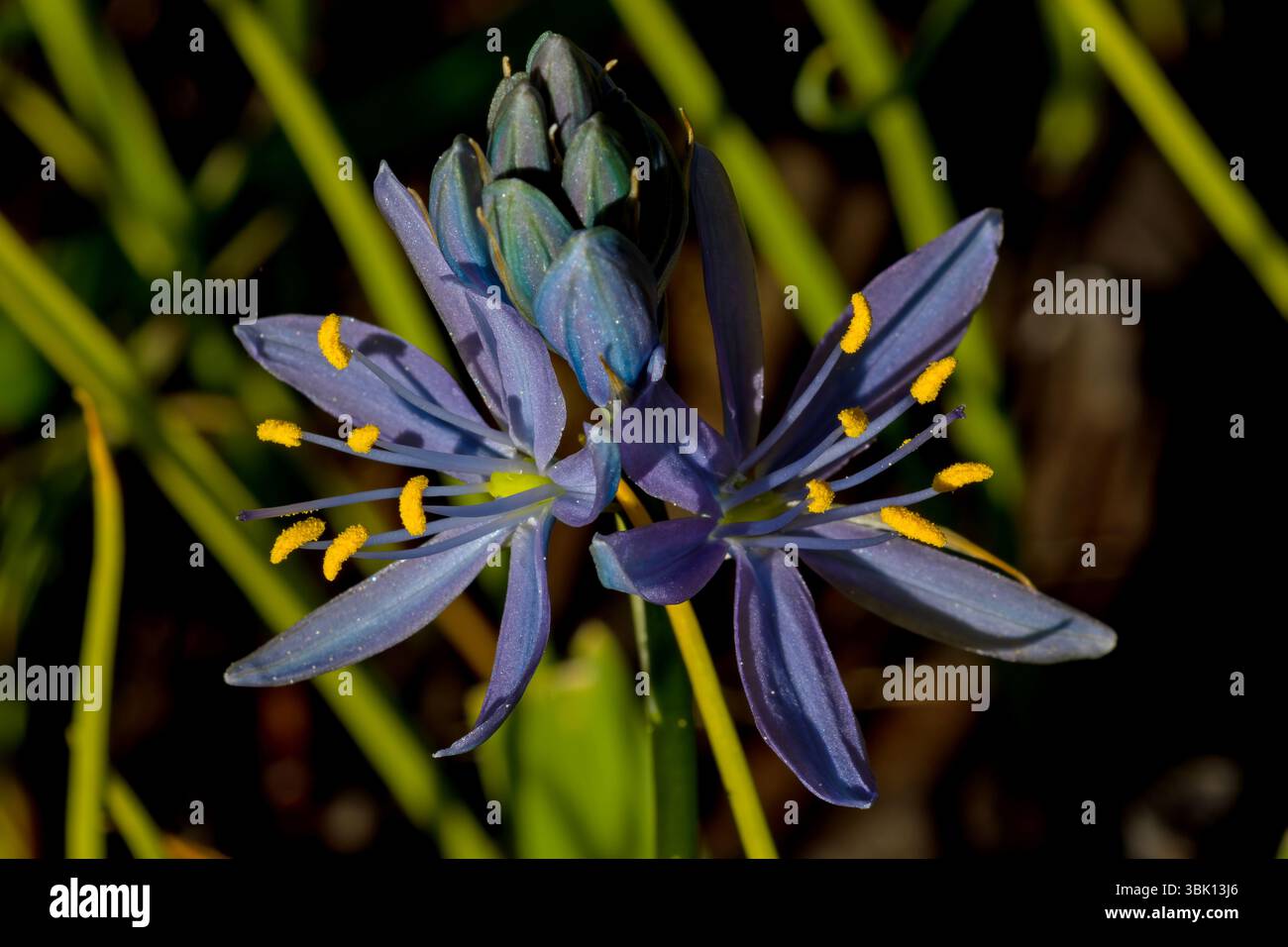 Camas fleur en gros plan dans Ponderosa State Park, Idaho Banque D'Images
