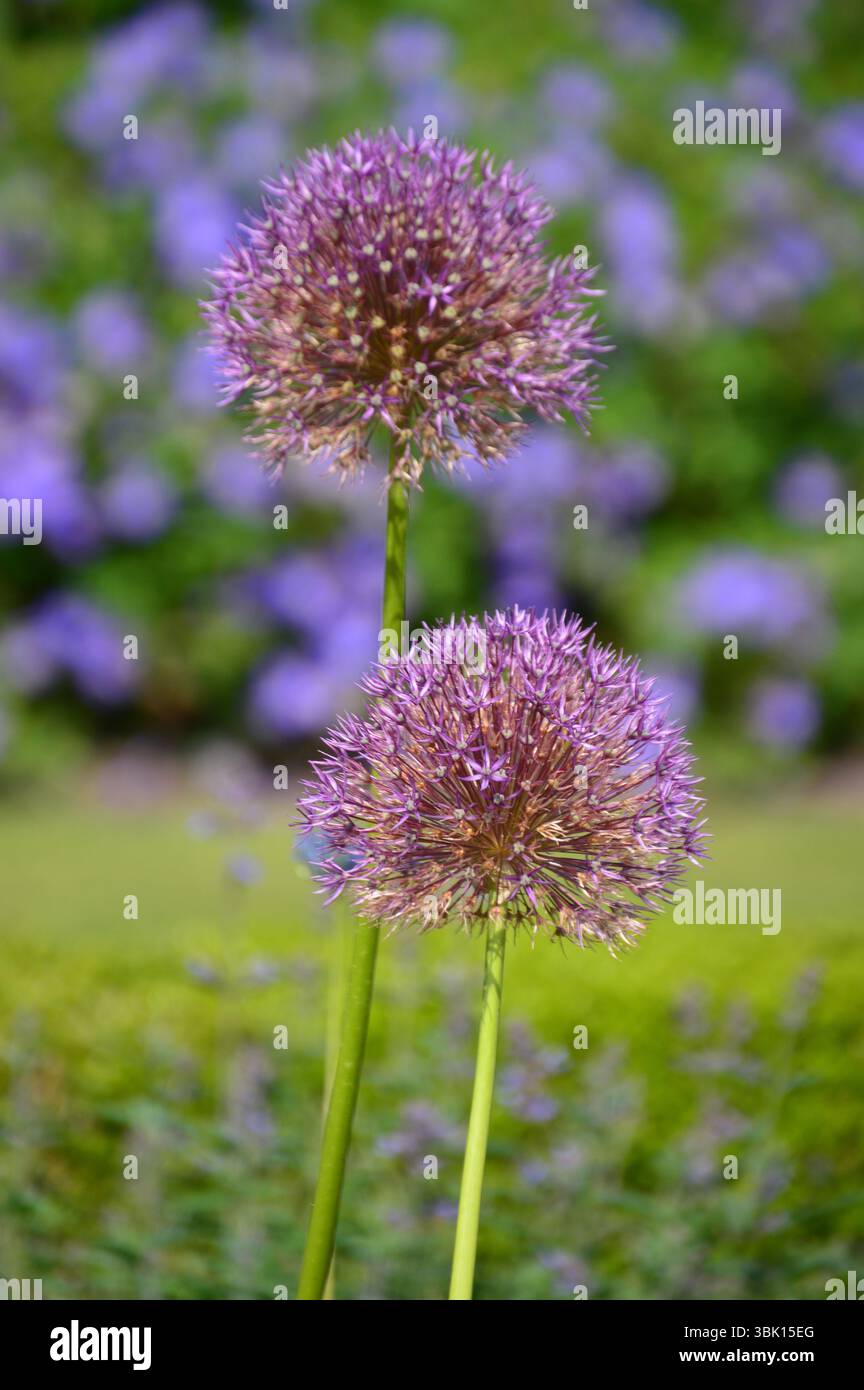 Gros plan de deux fleurs ornementales en fleurs d'allium avec un fond doux de violet et vert dans le jardin du château de Dunrobin, en Écosse. Banque D'Images
