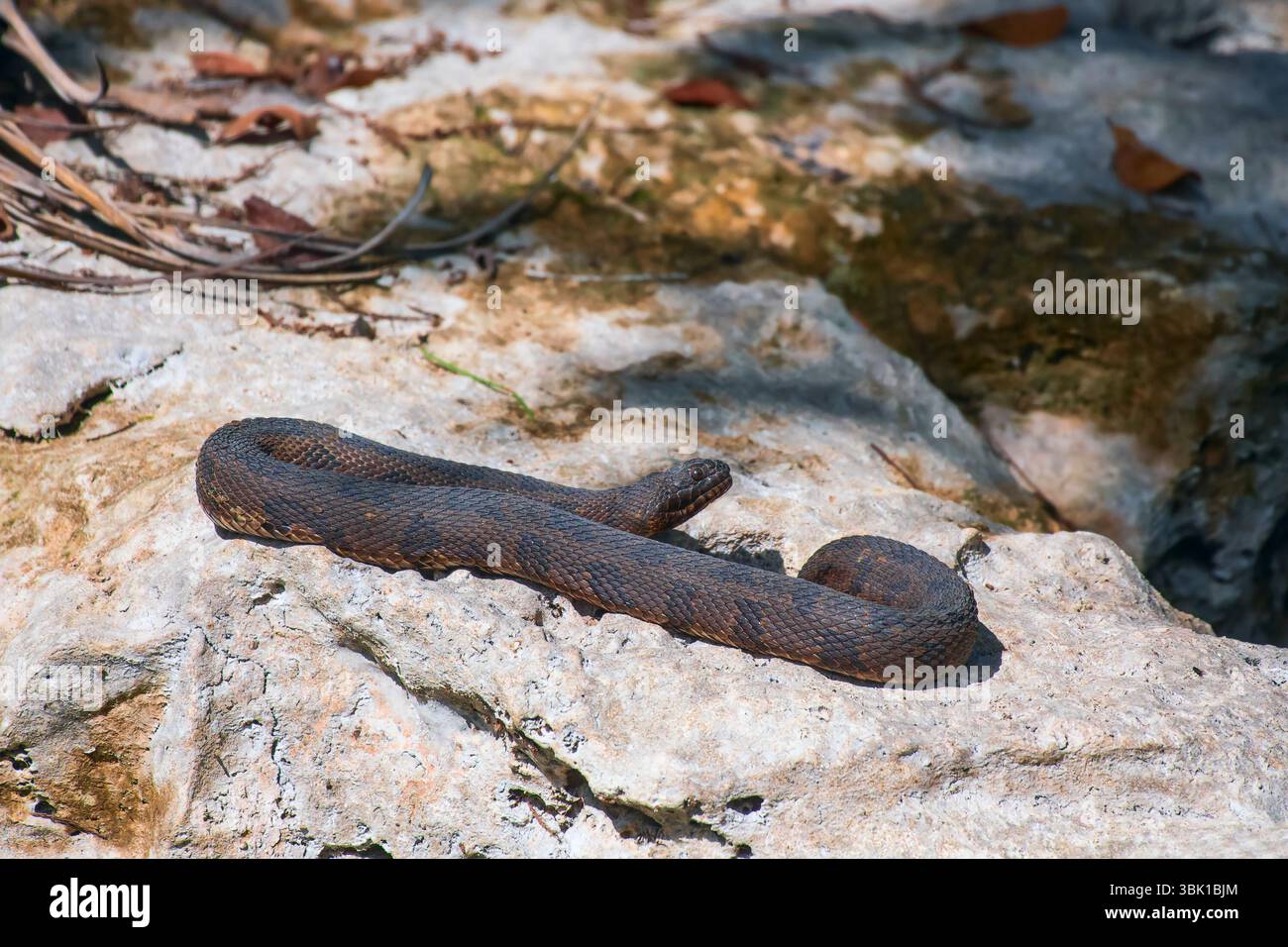 Serpent d'eau du sud ou serpent d'eau bagué (Nerodia fasciata) prenant un bain de soleil sur un rocher. Réserve nationale Big Cypress. Floride. ÉTATS-UNIS Banque D'Images Serpent d'eau du sud ou serpent d'eau bagué (Nerodia fasciata) prenant un bain de soleil sur un rocher. Réserve nationale Big Cypress. Floride. ÉTATS-UNIS Banque D'Images