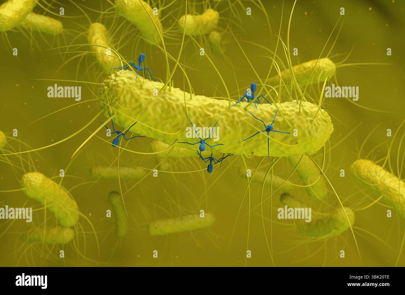Les virus bactériophages attaquent les bactéries - vue isométrique illustration 3D. Banque D'Images