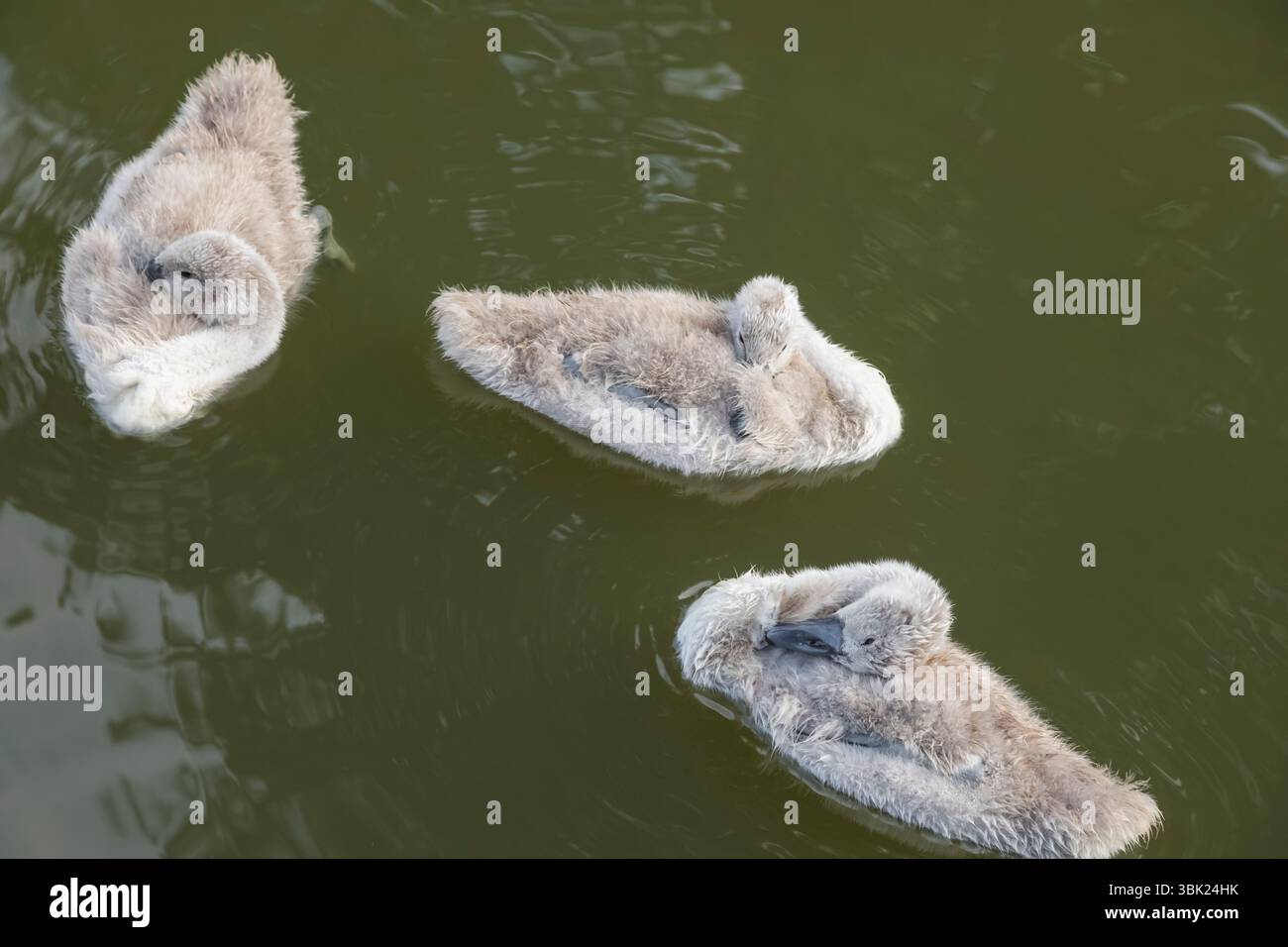 Angleterre, Somerset, Bath, le canal de Kennet et Avon, Cygnets Banque D'Images