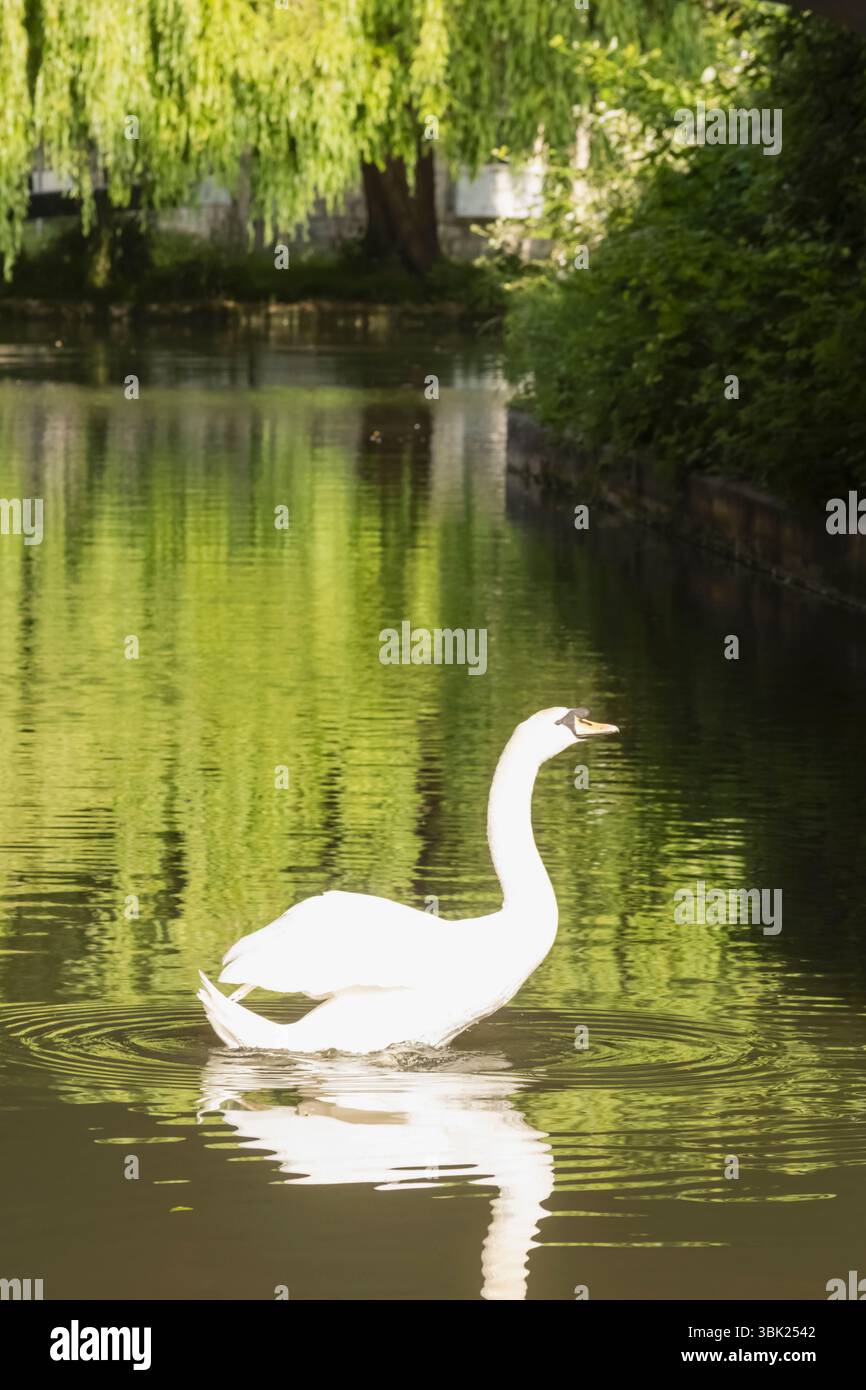 Angleterre, Somerset, Bath, le canal Kennet et Avon, Swan Banque D'Images