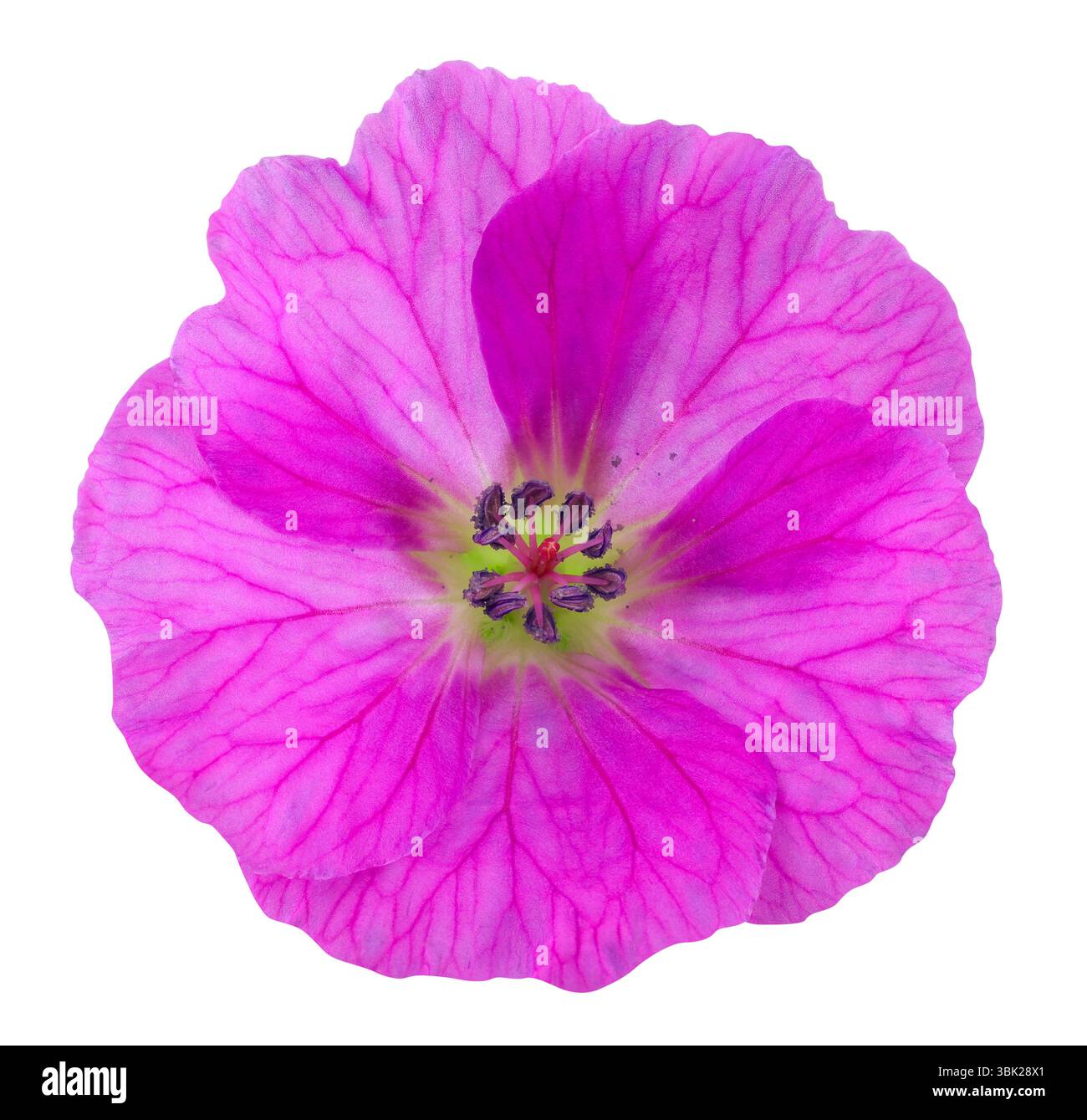 Beau cranesbill rouge magenta en vue de dessus. Fleur de jardin isolée sur fond blanc, y compris le chemin de découpage Banque D'Images