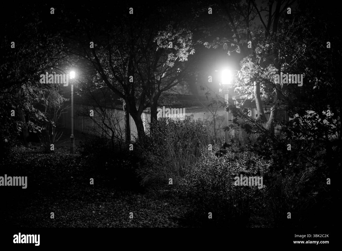 Parc sombre effrayant la nuit avec éclairage Banque D'Images